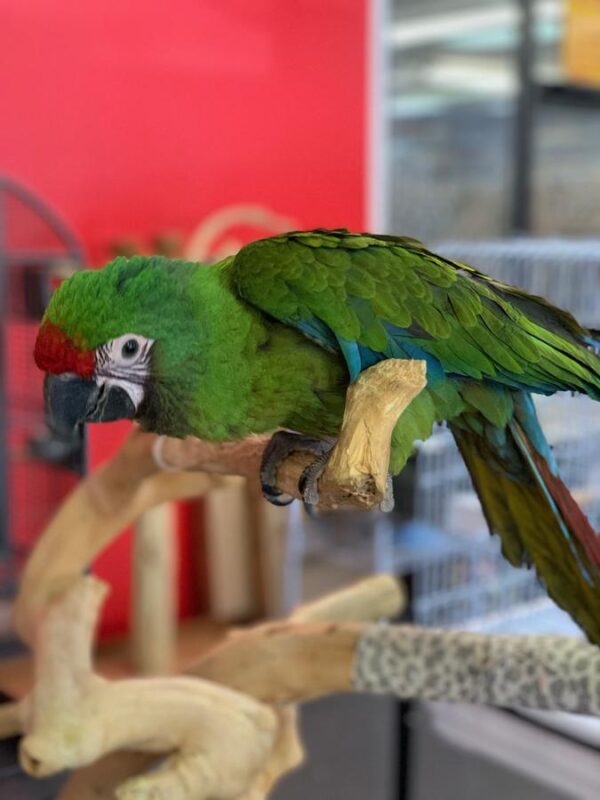 Severe Macaw parrot for sale