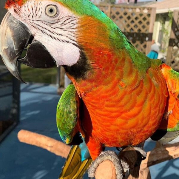 Harlequin macaw parrot  for sale