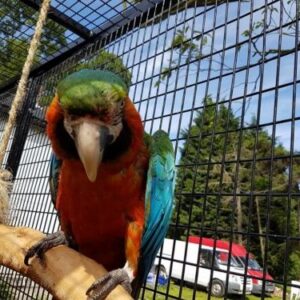 Harlequin macaw parrot  for sale