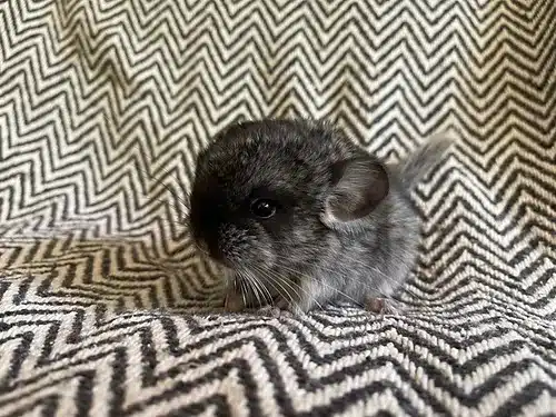 cheap chinchilla for sale