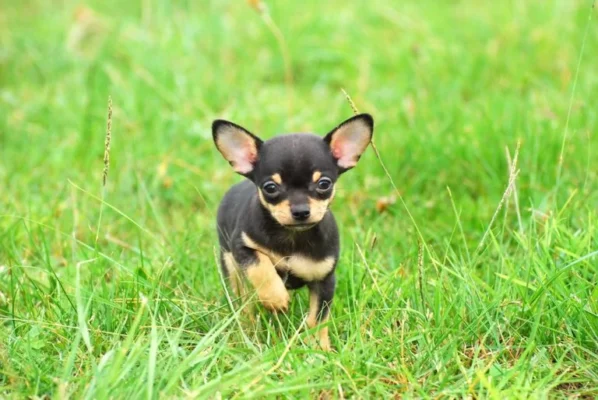 where to buy teacup chihuahua