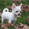 Teacup Chihuahua Puppies for Sale