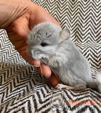 Chinchilla for Sale Near Me