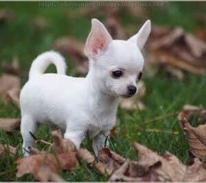 Teacup Chihuahua Puppies for Sale