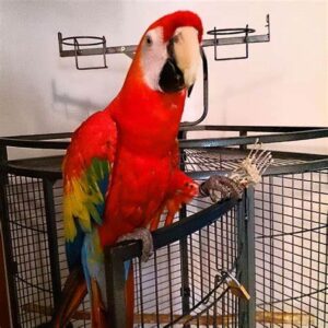 Scarlet Macaw parrot for sale online