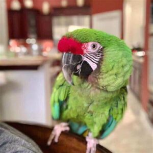 Buy Military Macaw Parrot For Sale Online