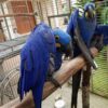 Buy Hyacinth Macaw Parrot For Sale Online