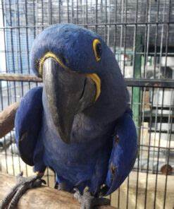 Buy Hyacinth Macaw Parrot For Sale Online