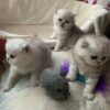 persian kittens for sale near me