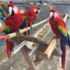 Scarlet Macaw parrot for sale online