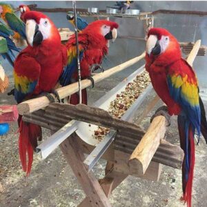 Scarlet Macaw parrot for sale online