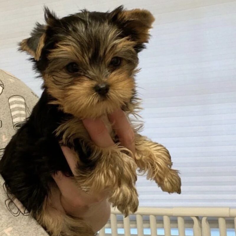 Buy teacup yorkie near me