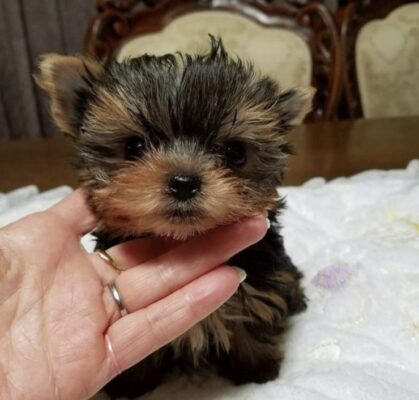 buy teacup yorkie