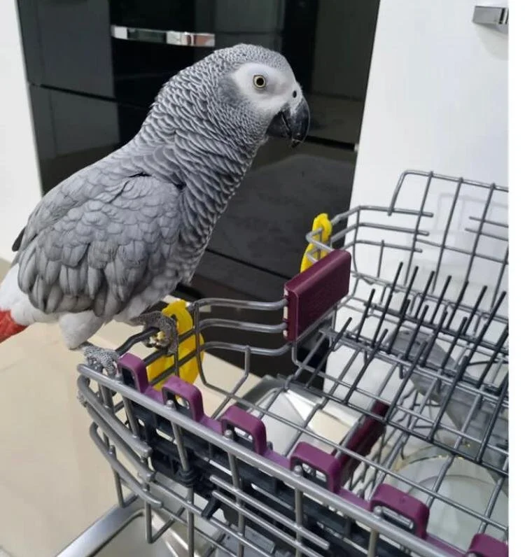 African Grey Parrot for sale online