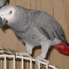 African grey parrot for sale