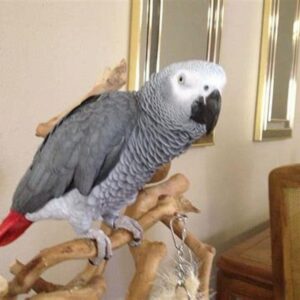 African grey parrot for sale