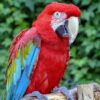 green winged macaw for sale