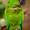 Buy Military Macaw Parrot For Sale Online