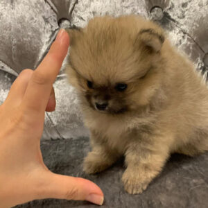 Buy Teacup Pomeranian Near Me