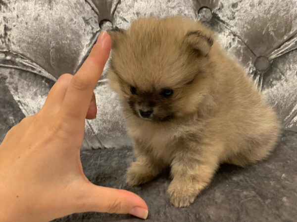 Buy Teacup Pomeranian Near Me